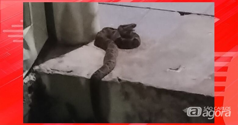 Moradora encontra jararaca em quintal no Jardim Paraíso -