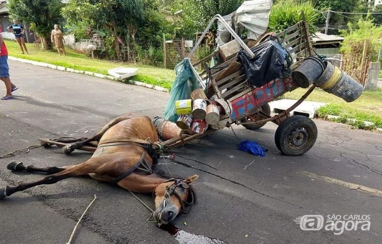 Fim das carroças em São Carlos: Vereador Elton Carvalho propõe lei que proibirá a tração animal - Crédito: Divulgação