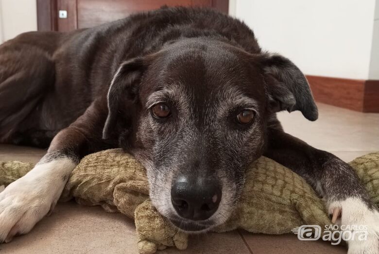 Homenagem da Funerais Pet a cachorrinha Lili - Crédito: Arquivo Pessoal