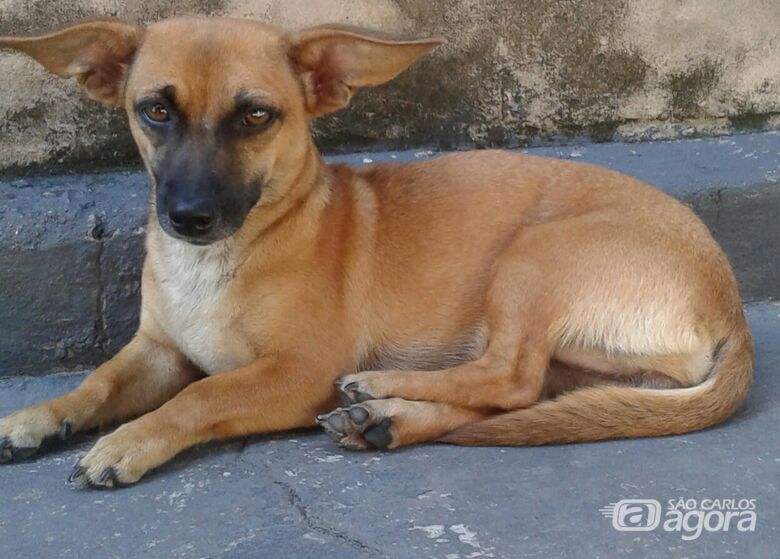 Homenagem da Funerais Pet a cachorrinha Julie - Crédito: Divulgação