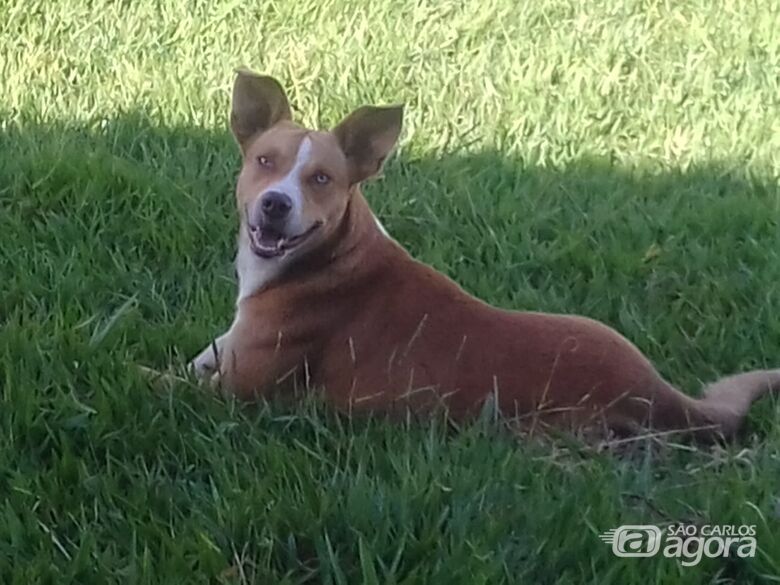Homenagem da Funerais Pet ao cachorrinho Thor - Crédito: Arquivo Pessoal
