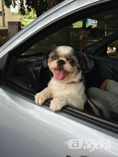 Homenagem da Funerais Pet ao cachorrinho Scott -