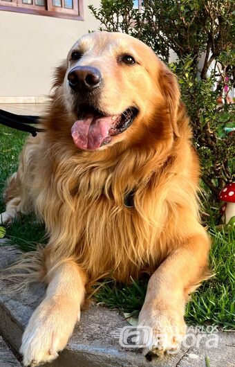 Homenagem da Funerais Pet ao cachorro Hulk -