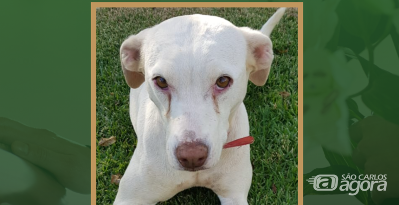 Homenagem do Grupo Santa Cruz a pet Raika - Crédito: Arquivo Pessoal