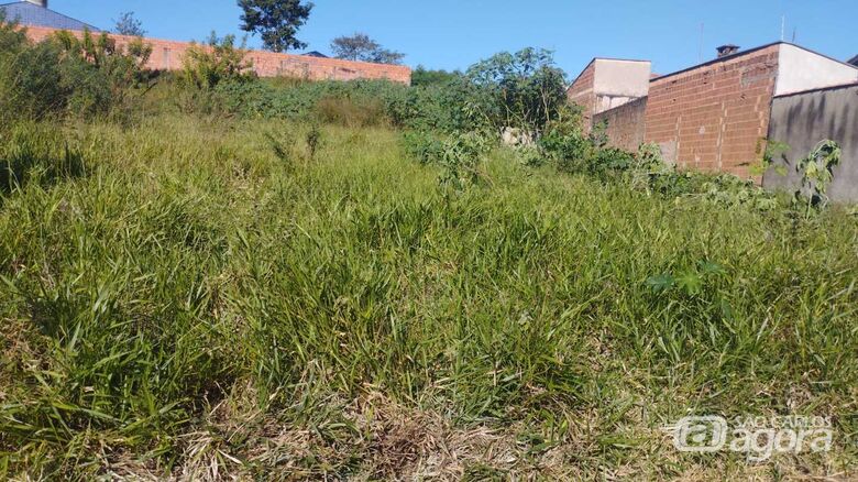 Mato alto em terreno municipal causa incômodo a moradores - Crédito: Marcos Escrivani