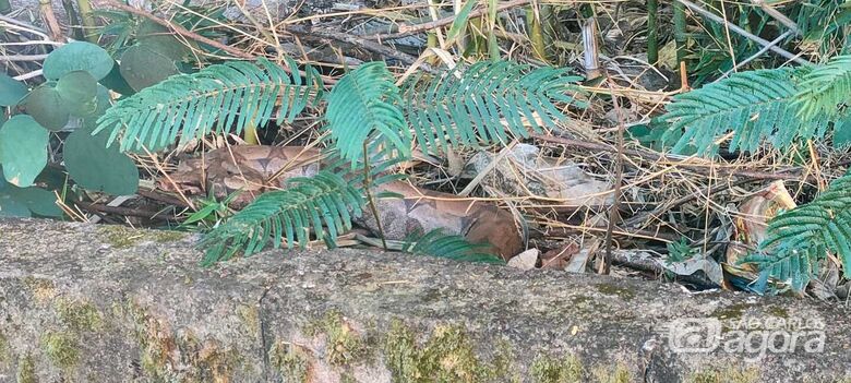 Jiboia flagrada no Parque Faber em São Carlos - Crédito: Whatsapp SCA