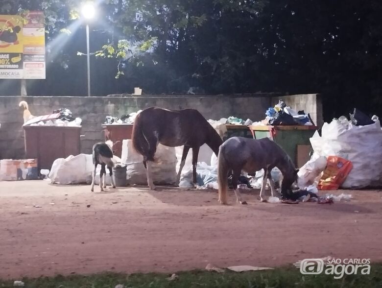 Cavalos soltos no Aracê - Crédito: Divulgação