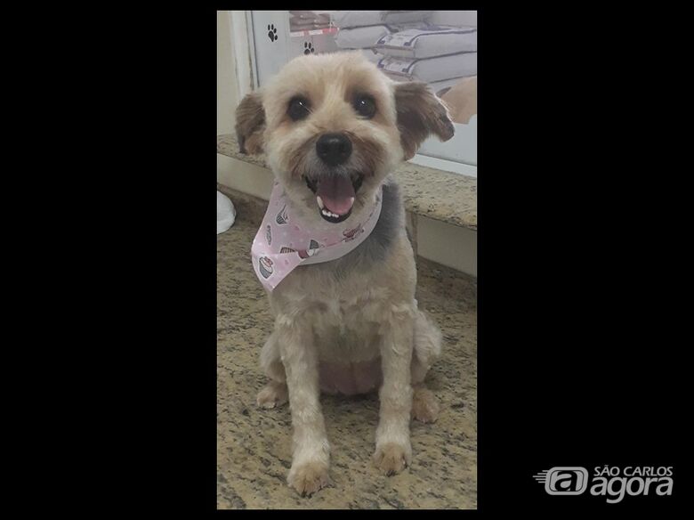 Homenagem da Funerais Pet a cachorrinha Linda -