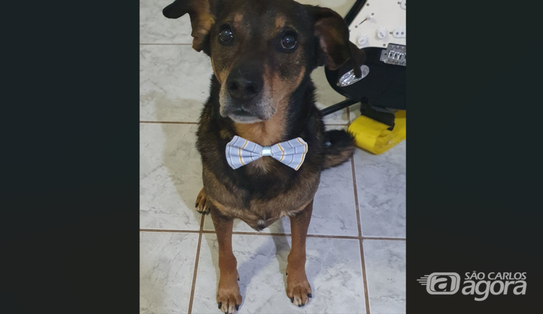 Homenagem da Funerais Pet ao cachorrinho Angus Antônio - Crédito: Arquivo Pessoal