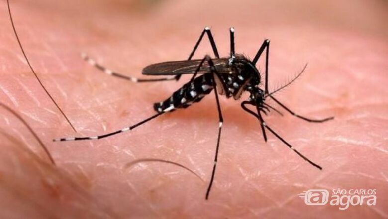 Dengue: várias ações podem ajudar no combate ao mosquito, mas nada é mais eficaz que eliminar os criadouros - Crédito: agência Brasil