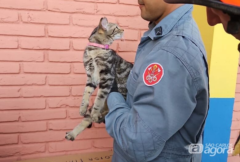 Gatinha resgatada por bombeiros está à espera do dono na CEMEI Helena Dorfeld - Crédito: divulgação