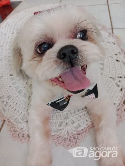 Homenagem da Funerais Pet ao cachorrinho Brayan - 