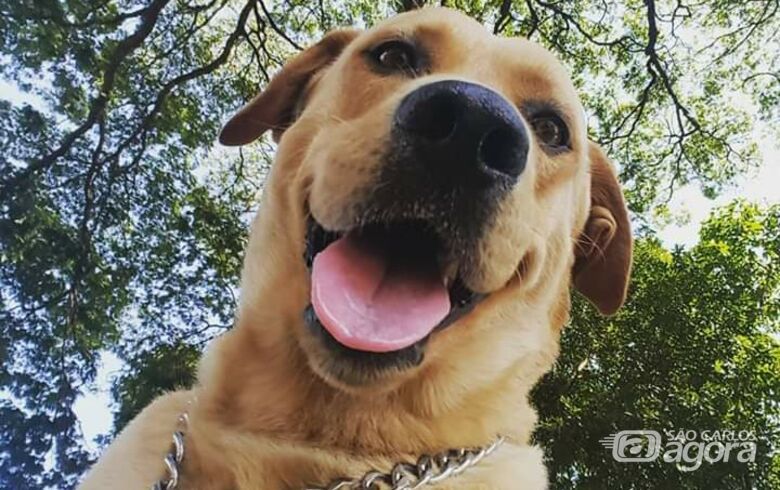 Homenagem da Funerais Pet ao cachorrinho Teddy -