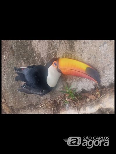 Tucano morre eletrocutado no Samambaia - Crédito: Arquivo pessoal