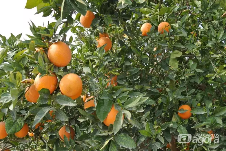 Produção de laranja cultura é uma das principais de Matão, município que gerou mais de 4.000 empregos nos quatro primeiros meses de 2025. - Crédito: divulgação