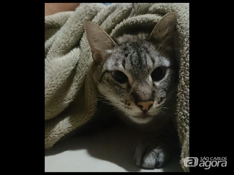 Homenagem da Funerais Pet ao gatinho Pelota - 