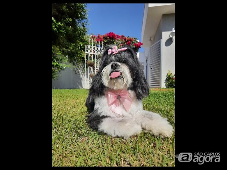 Homenagem da Funerais Pet a cachorrinha Mila -