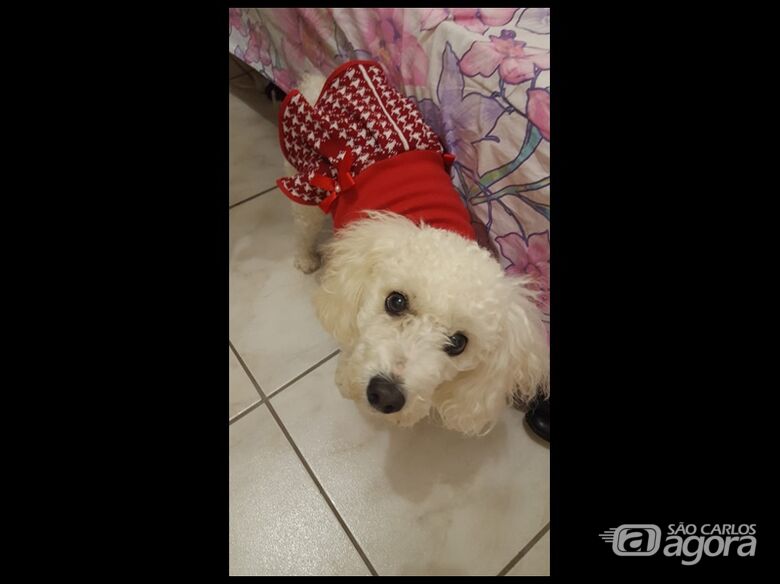 Homenagem da Funerais Pet a cachorrinha Mel, Ayron e Luna -