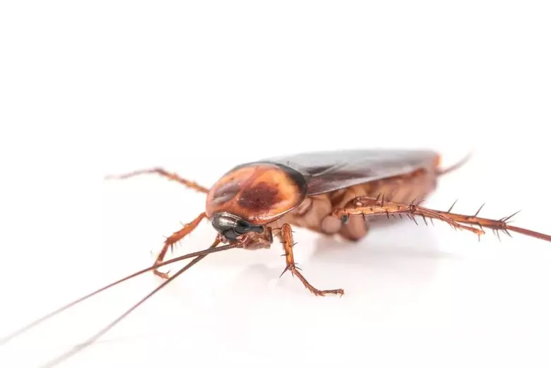 As pernas das baratas contêm estruturas pontiagudas e fininhas que até parecem, mas não são, pelos - Crédito: Agência SP