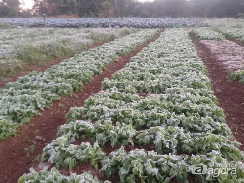 Plantão de hortaliças afetada pela geada - Crédito: Whatsapp SCA