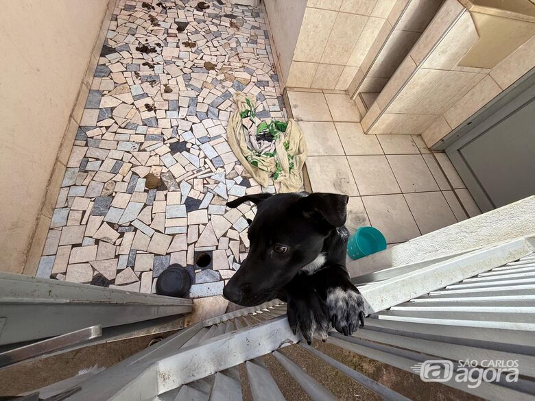 Vereador Elton registra B.O contra tutor acusado de mudar e deixar cachorro pra trás - Crédito: Assessoria vereador Elton Carvalho