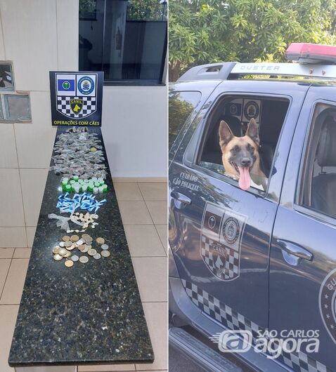 Cão farejador da Guarda Municipal localiza entorpecentes abandonados em terreno -