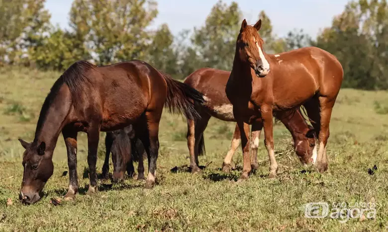 Cavalos  - Crédito:  Rafa Neddermeyer/Agência Brasil