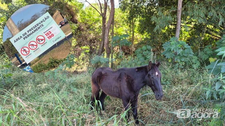 Elton denuncia maus-tratos a cavalo em área de preservação permanente - Crédito: divulgação