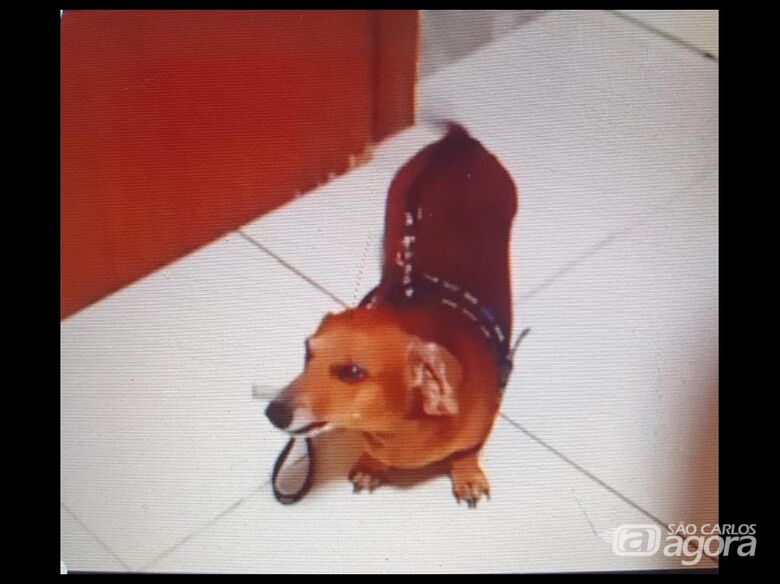 Homenagem da Funerais Pet a cachorrinha Meg -