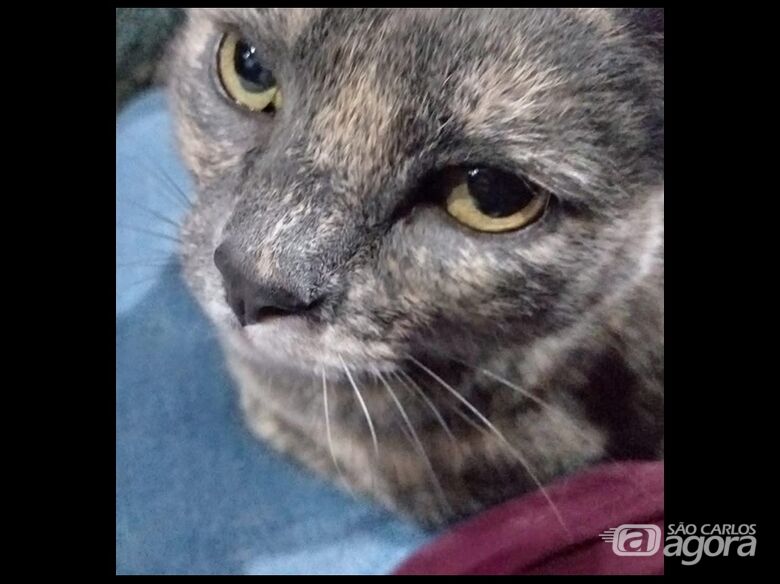 Homenagem da Funerais Pet a gatinha Véia -