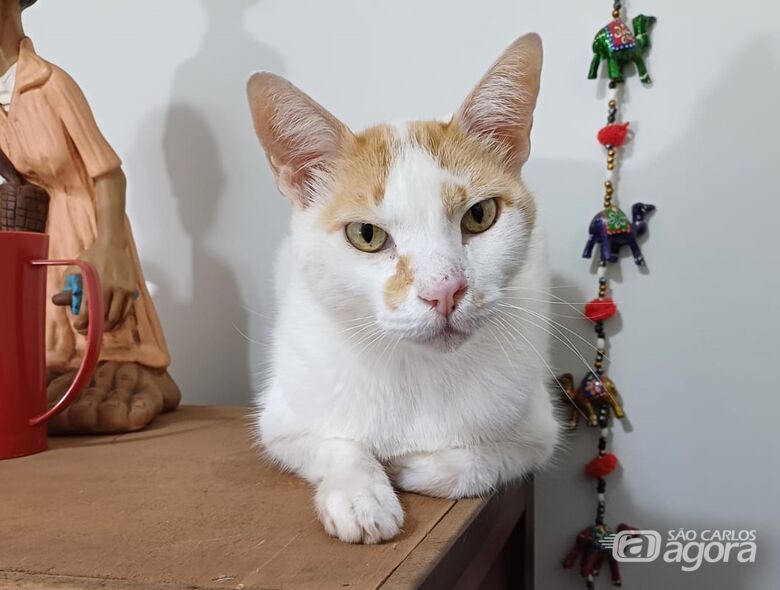 Homenagem da Funerais Pet a gatinha Loie -