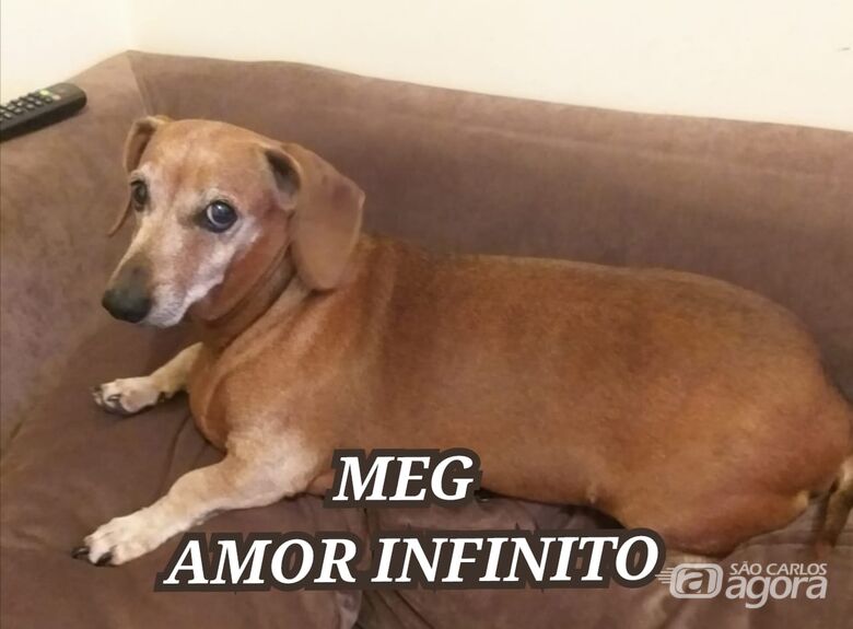 Homenagem da Funerais Pet a cachorrinha Meg -