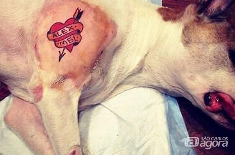 Tatuagens em animais: a partir de agora, quem o fizer poderá pegar de dois anos a cinco anos de reclusão, além de ter que pagar uma multa e perder a guarda do animal - Crédito: Gab. Dep. Edmir Chedid/ALESP Fonte: Agência Senado