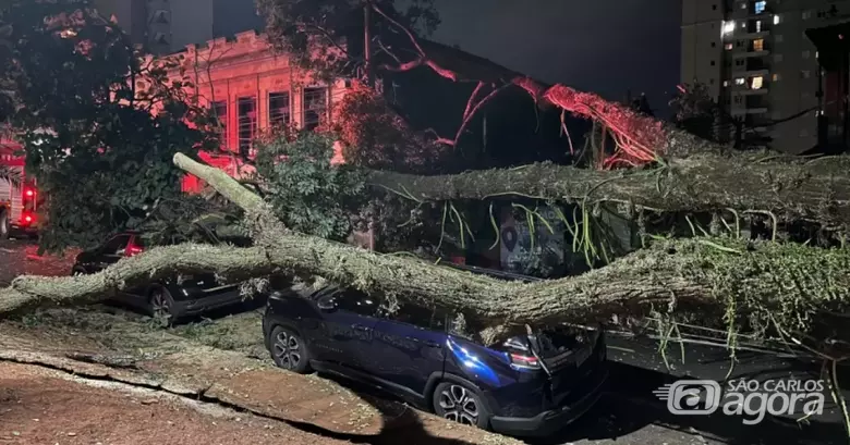 Árvore de grande porte cai e atinge dois carros em praça  - Crédito: Flavio Fernandes 