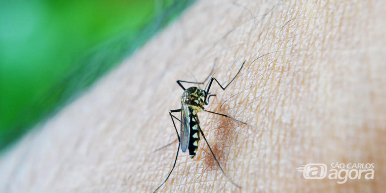 Mosquito de Dengue - Crédito: Agência Brasil