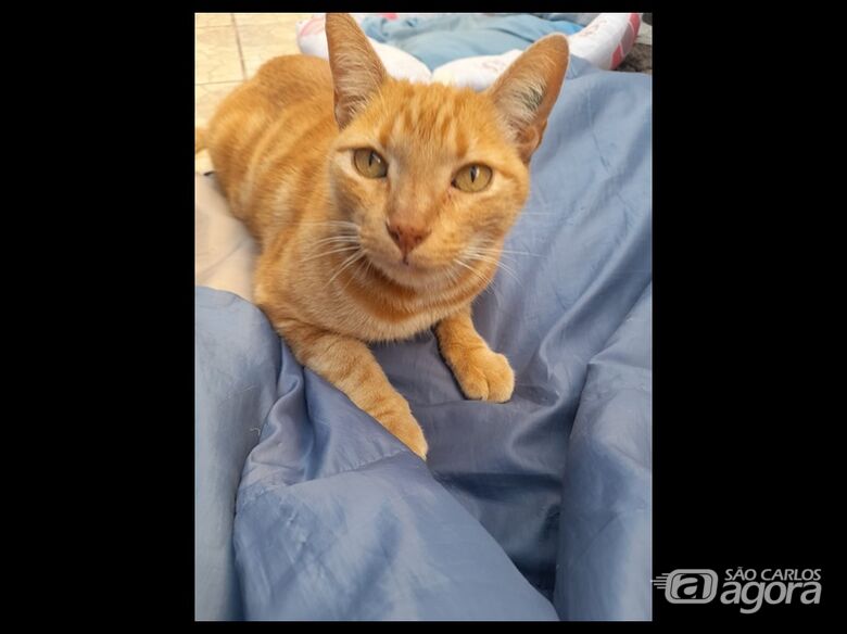 Homenagem da Funerais Pet ao gatinho Bart - 