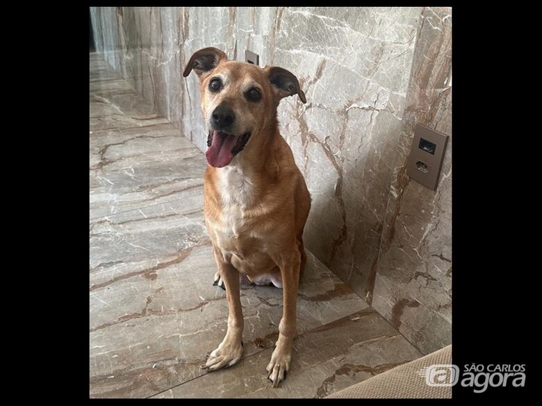 Homenagem da Funerais Pet a cachorrinha Layla -