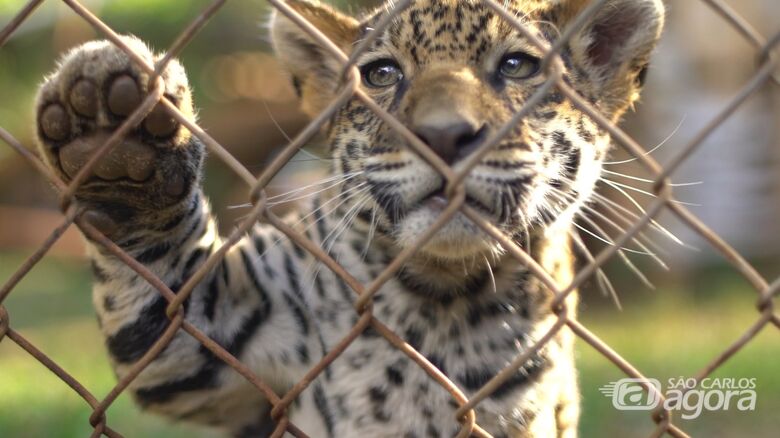 Parque ecológico prepara programação especial para as férias de julho -