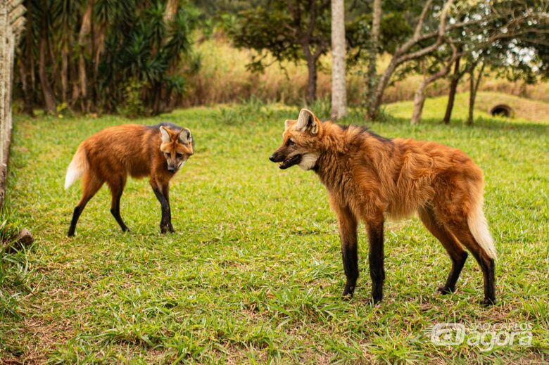 Atividades noturnas e educativas no Parque Ecológico têm inscrições pela internet -