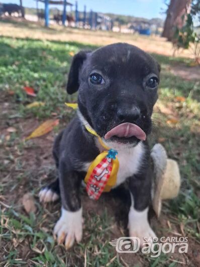 10º Feira de Adoção Pet acontece no próximo sábado no Canil -