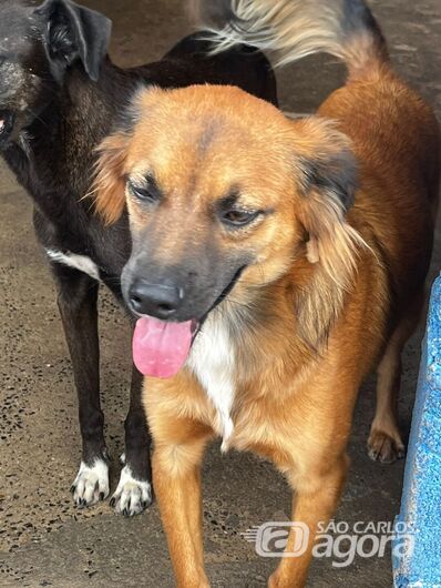 Sábado tem feira de adoção Pet no Canil Municipal - 