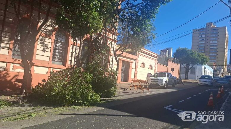 Galho de árvore cai após passagem de caminhão e interdita faixa de ônibus na Rua Alexandrina -