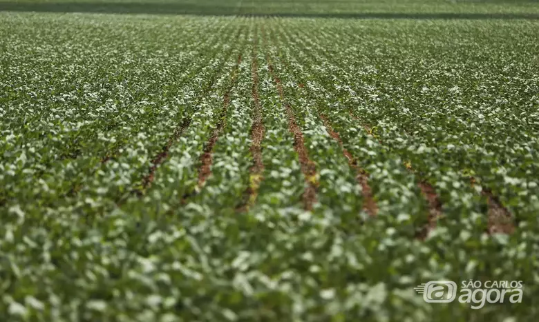 Lavoura/Plantão - Crédito: Agência Brasil 