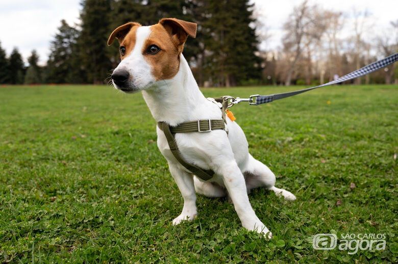 Cachorro com coleira - Crédito: Freepik