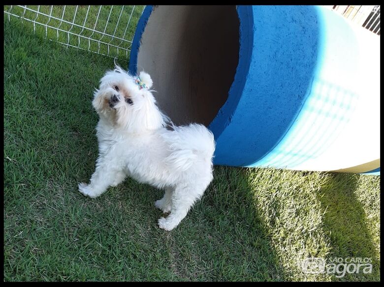 Homenagem da Funerais Pet cachorrinho Seraphin Muto -