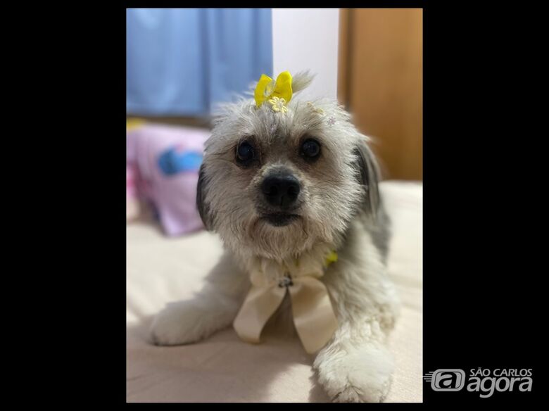 Homenagem da Funerais Pet a cachorrinha Hannah - 