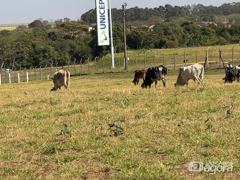 Bovinos soltos mobilizam Defesa Animal e Guarda Municipal em São Carlos - Crédito: divulgação