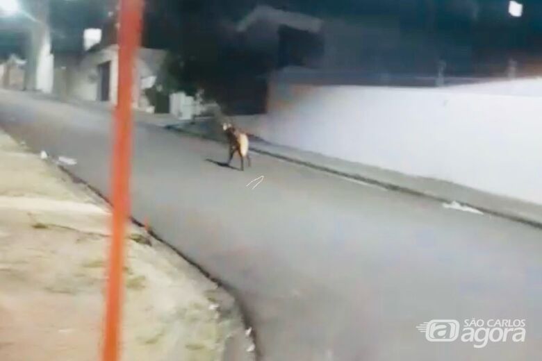 Lobo-guará é avistado na região da rodoviária durante a madrugada - Crédito: Lourival Izaque 