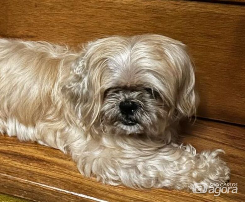 Homenagem da Funerais Pet a cachorrinha Bella - 