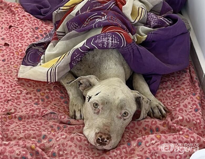 Homenagem da Funerais Pet aos pets Apollo e Benta - 